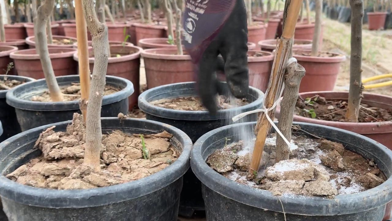 Yalova Organik Tarim Danisma Gubre Ilaclama Tehlike (1)