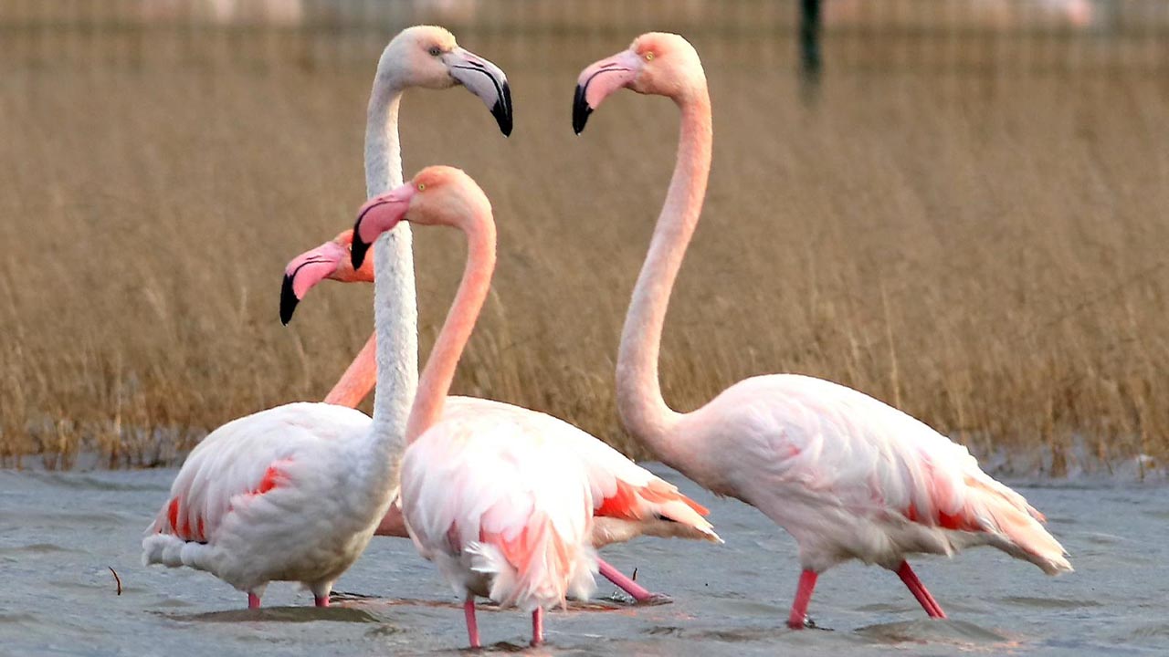 Yalova Altinova Hersek Kus Gozlem Flamingo (4)