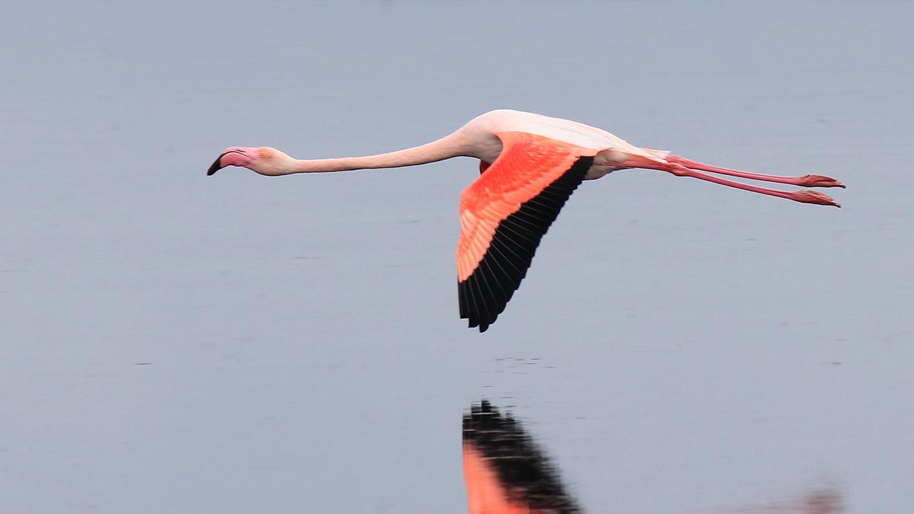 Yalova Altinova Hersek Kus Gozlem Flamingo (5)