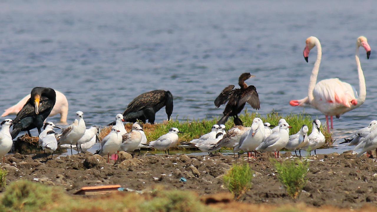 Yalova Altinova Hersek Kus Gozlem Flamingo (6)