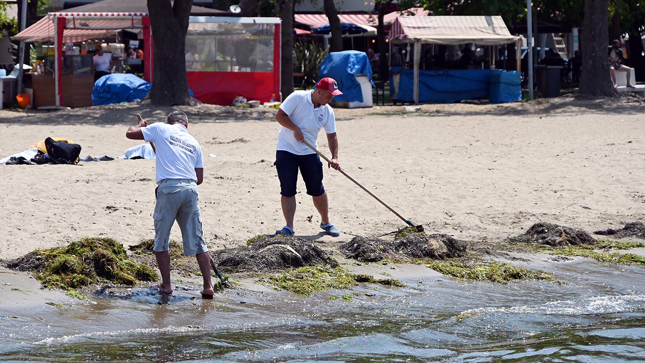 Yalova Belediye Akasya Plaj Temizlik Calisma Haber (4)