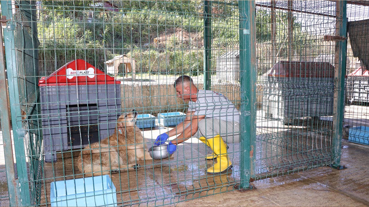 Yalova Ciftlikkoy Sokak Hayvanlari Bakim Ev Kopek Kedi (3)