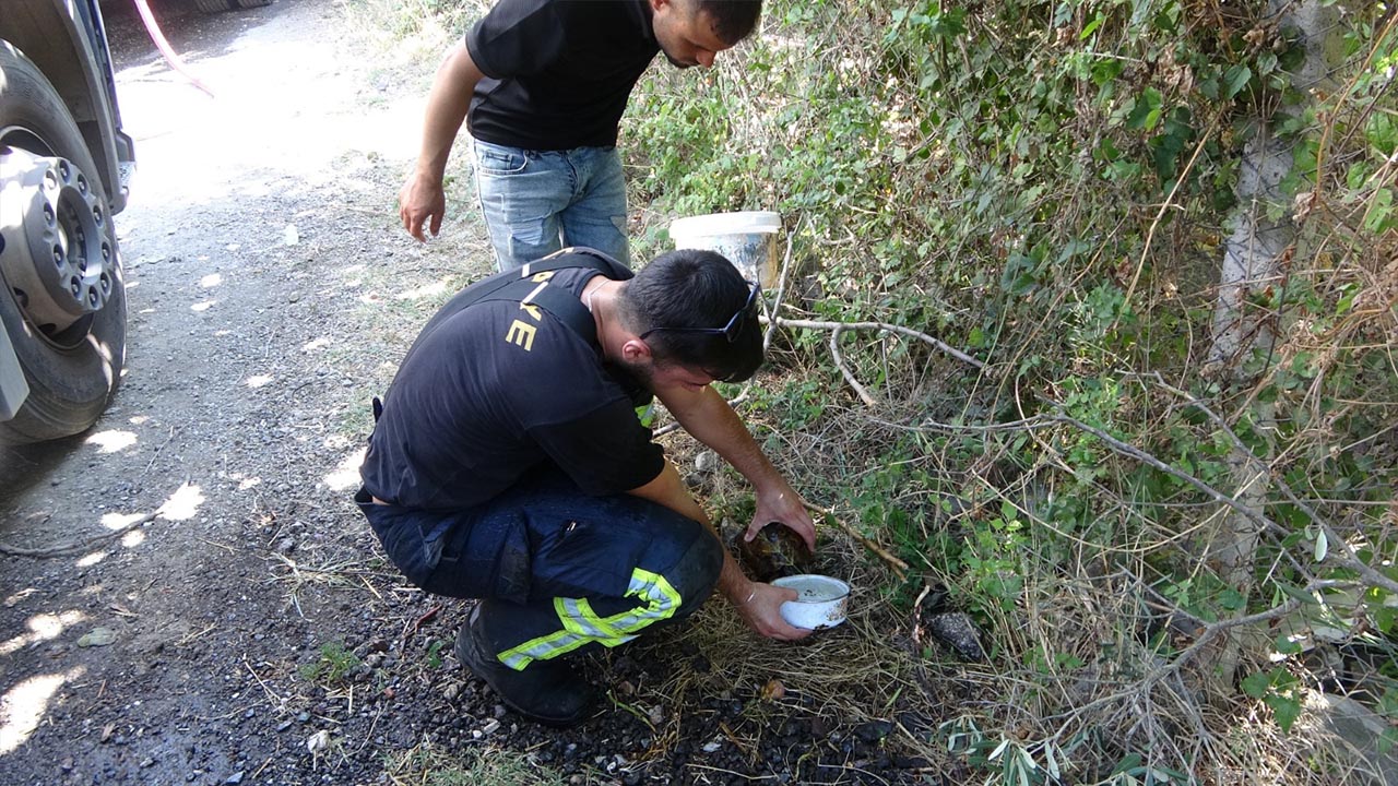 Yalova Belediye Itfaiye Yangin Kocaeli Kaplumbaga (3)