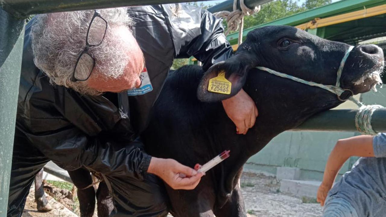 Yalova Hayvan Besi Asi Saglik Kontrol(3)