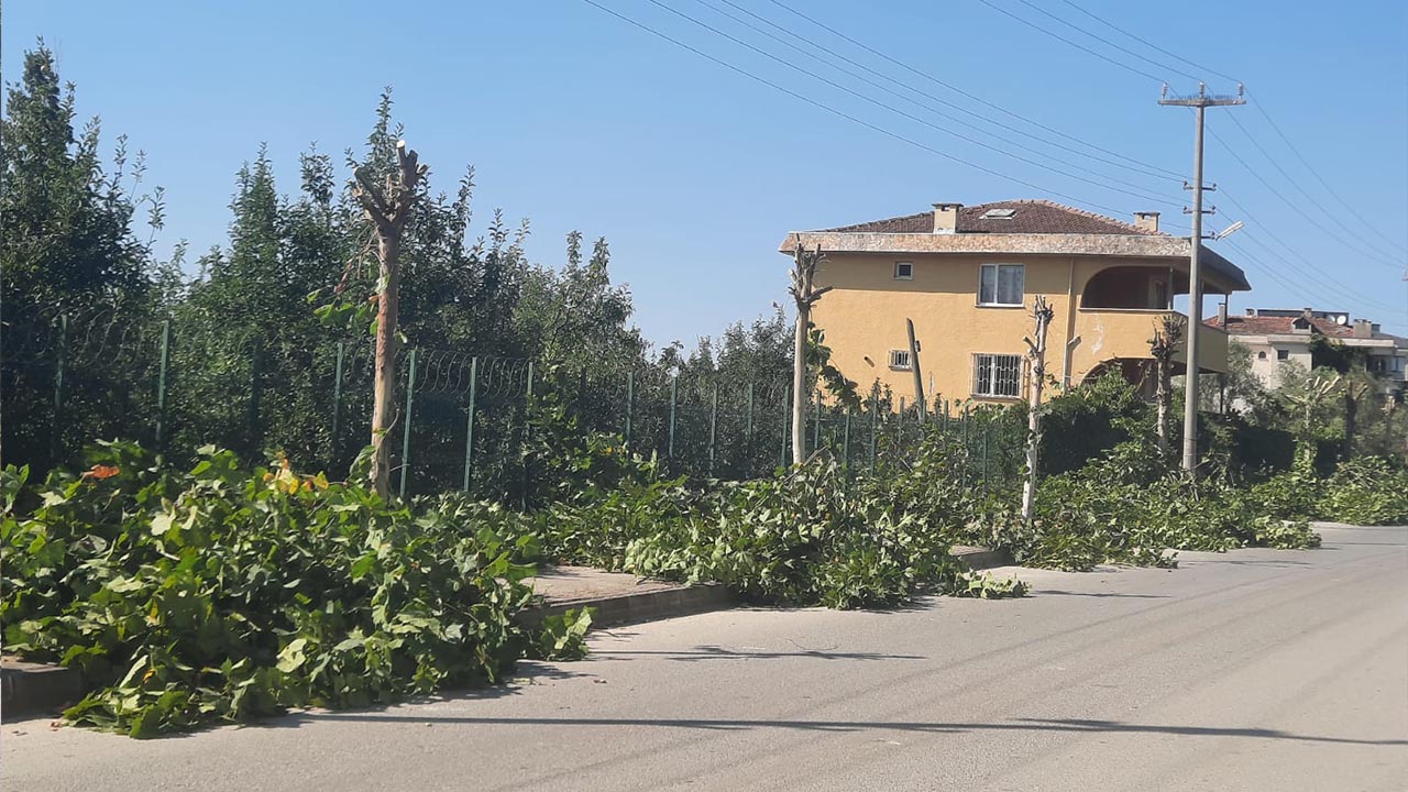 Yalova Uedas Ekipleri Agaclari Buduyor (6)