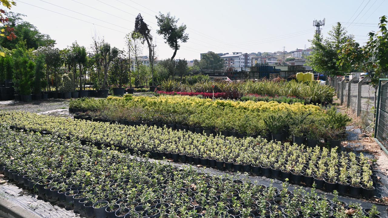 Yalova Belediye Park Bahce Personel Fidan Yetistirme (3)