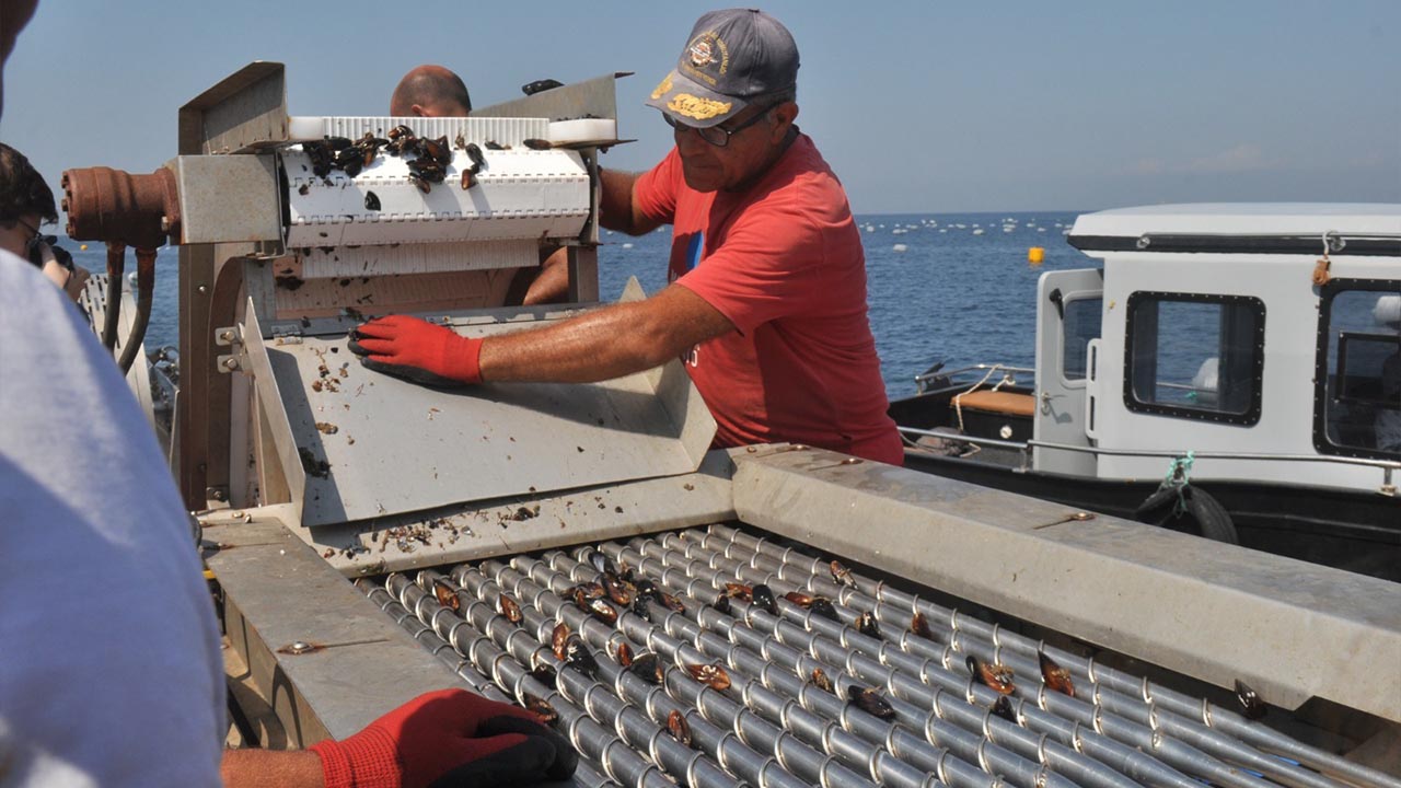 Yalova Il Tarim Mudurluk Midye Hasat Hedef (3)