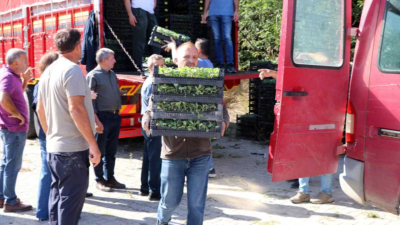 Yalova Il Tarim Orman Bakanlik Kazimiye Kadikoy Kara Lahana Fide Dagitim (2)