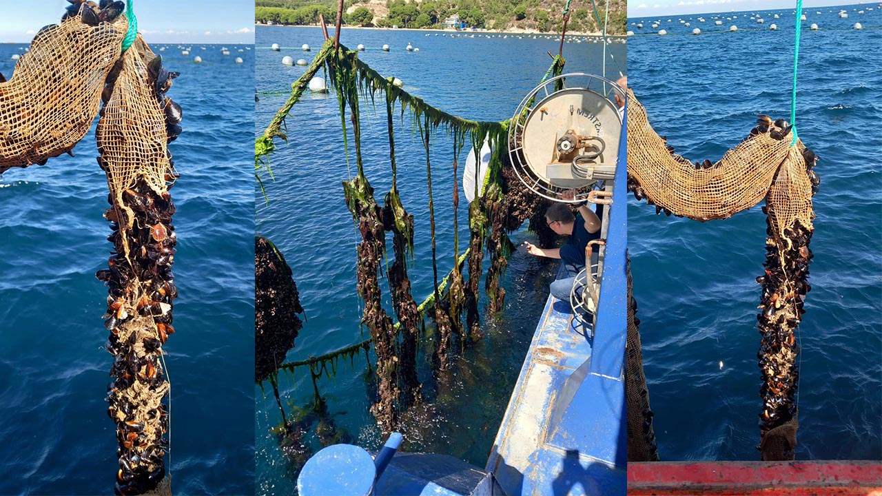 Yalova Il Tarim Orman Mudurlugu Cinarcik Armutlu Midye Tesis Denetim (1)