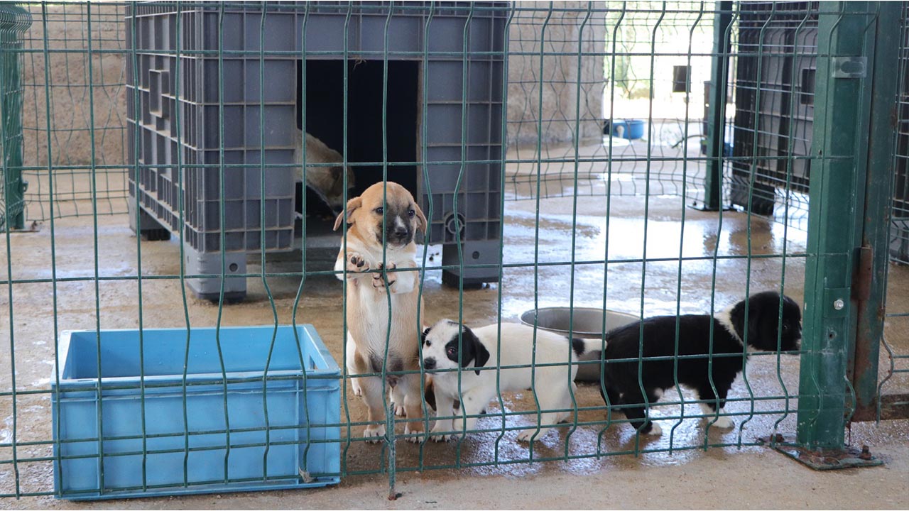 Yalova Ciftlikkoy Belediye Bakim Evi Kedi Kopek (2)