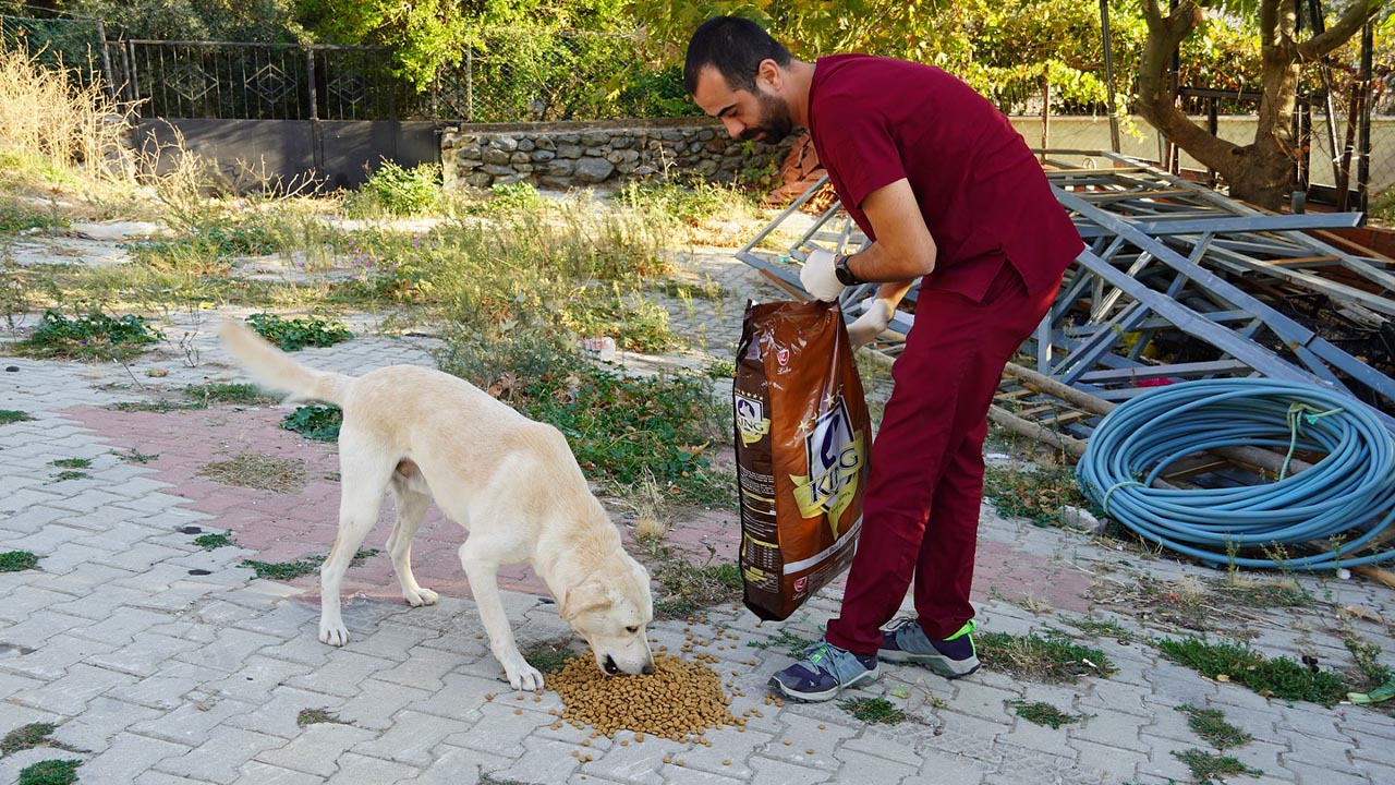 Yalova Armutlu Sokak Hayvan Destek Mama (4)