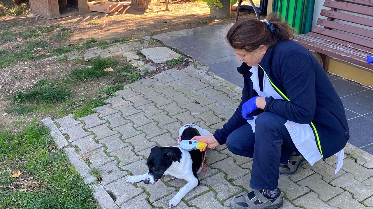 Yalova Cinarcik Belediye Sokak Hayvan Rehabilitasyon Merkez Terrier Cins Kopek Sahiplenme (1)