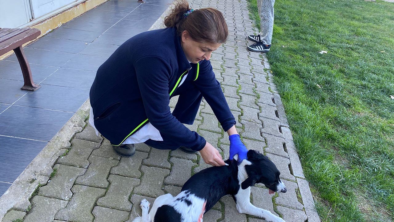 Yalova Cinarcik Belediye Sokak Hayvan Rehabilitasyon Merkez Terrier Cins Kopek Sahiplenme (2)