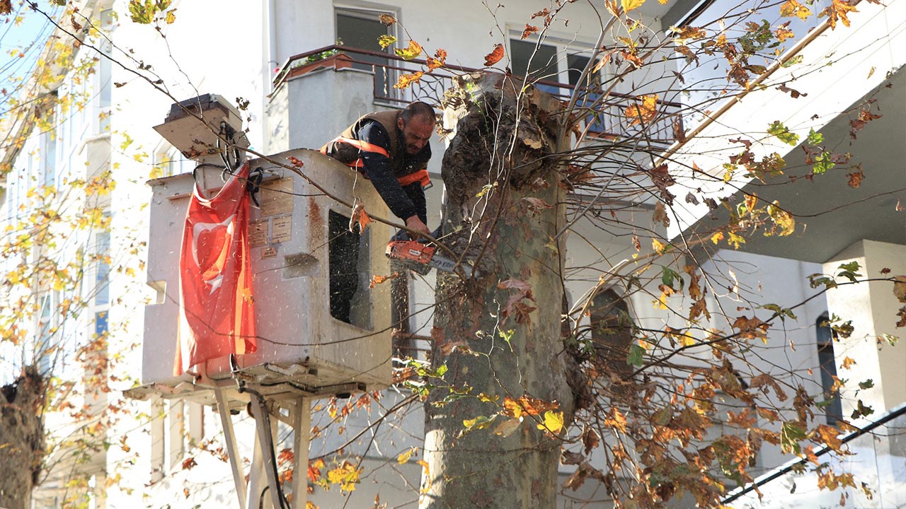 Yalova Ciftlikkoy Belediye Kis Agac Budama (4)