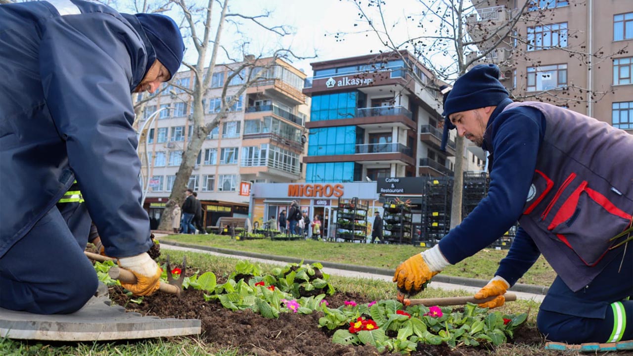 Yalova Belediye Akasya Park Cicek Ekim (3)