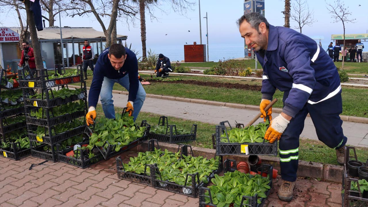 Yalova Belediye Akasya Park Cicek Ekim (4)