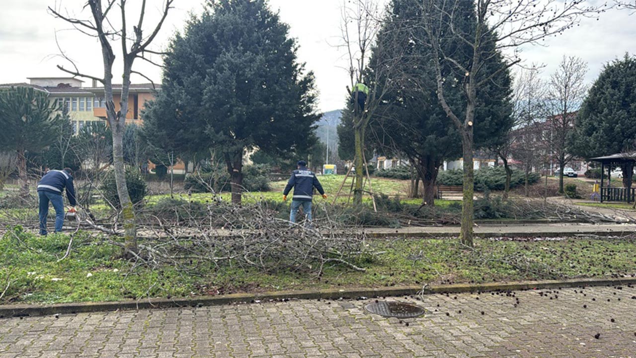 Yalova Belediye Park Bahceler Ekipler Pasakent Mahalle Agac Budama Calisma (4)