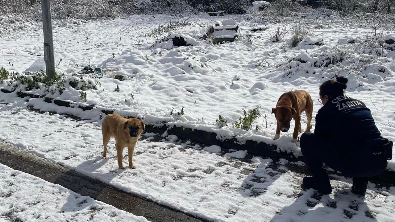 Yalova Belediye Sokak Hayvan Mama Kıs Soguk (1)