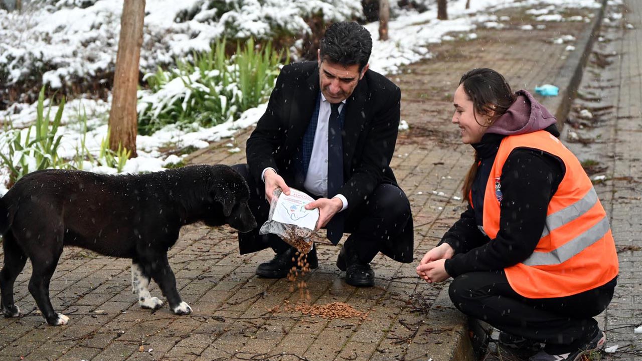 Yalova Belediye Sokak Hayvan Mama Kıs Soguk (3)