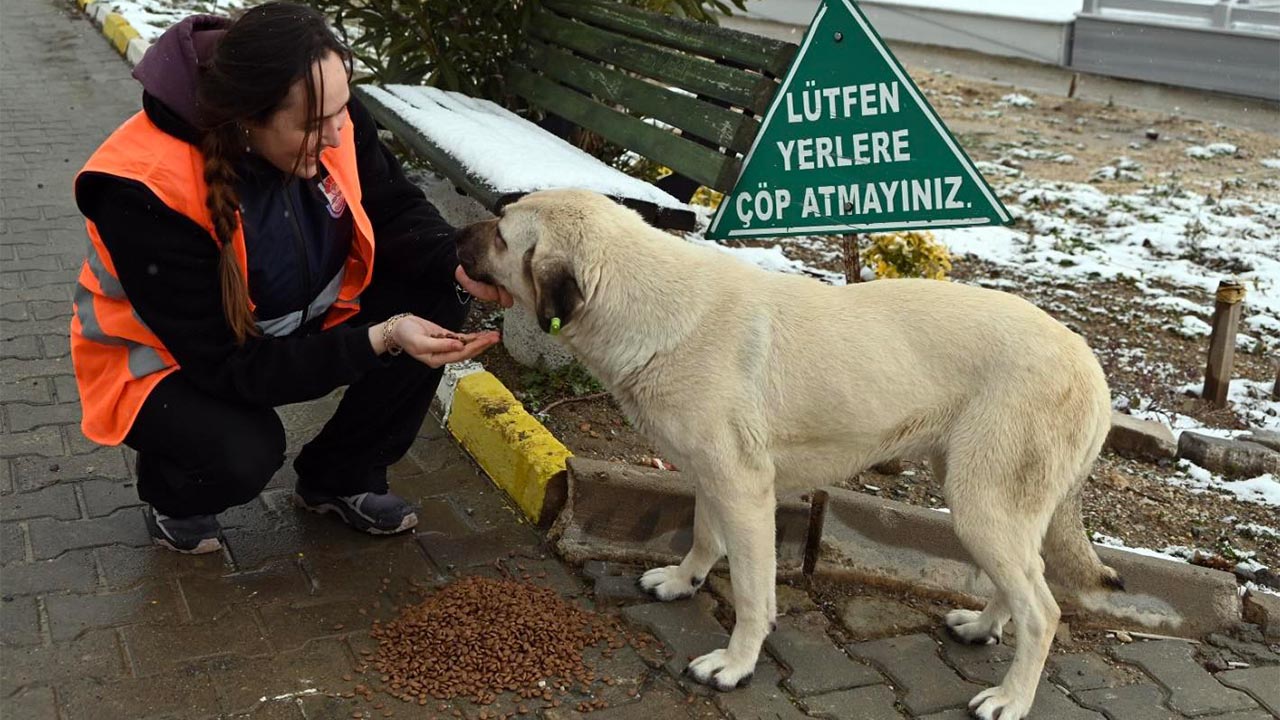 Yalova Belediye Sokak Hayvan Mama Kıs Soguk (4)