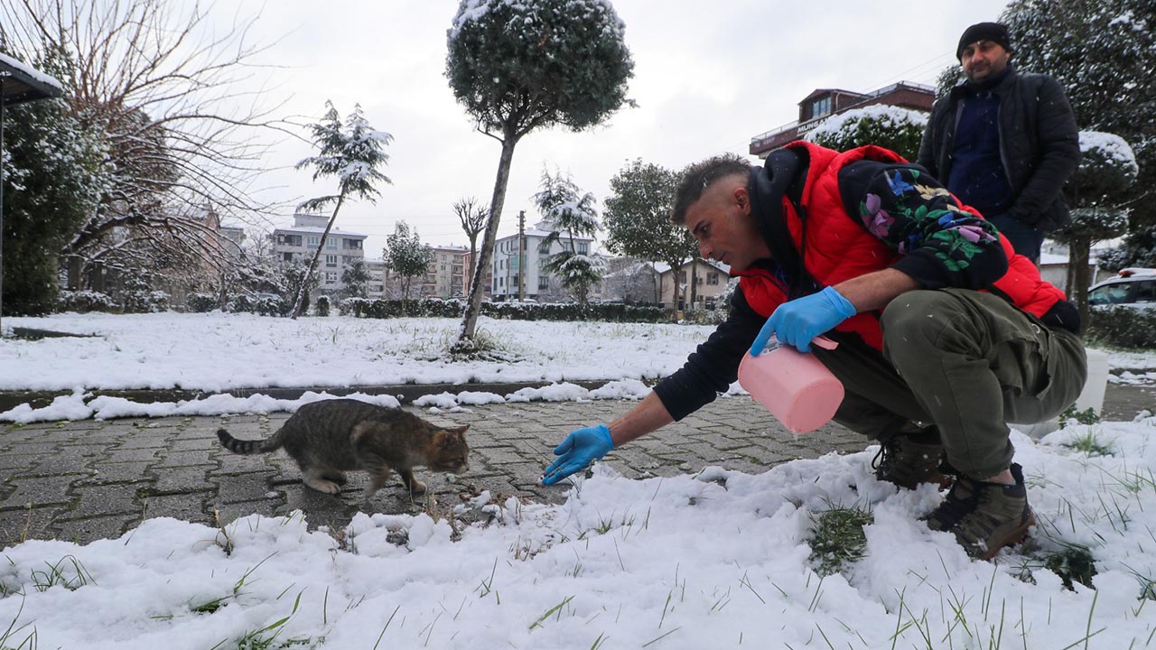 Yalova Ciftlikkoy Belediye Haybulans Mudahale Ekip Sokak Kedi Mama (1)