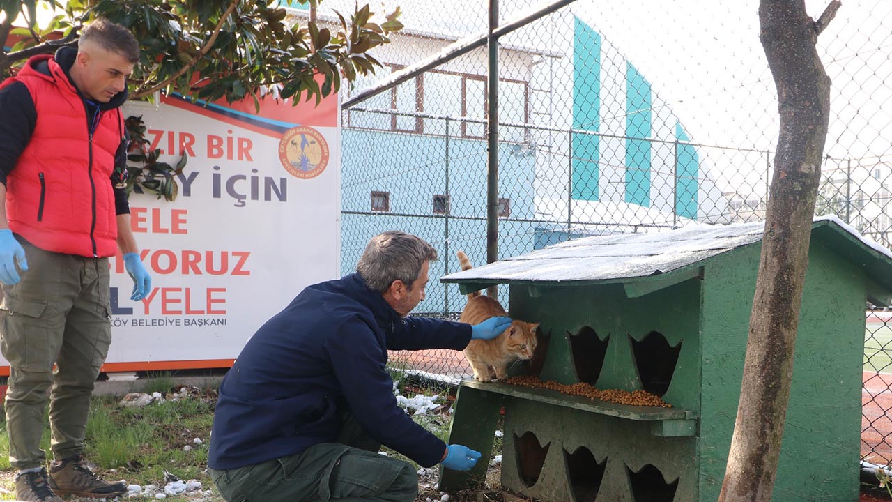 Yalova Ciftlikkoy Belediye Haybulans Mudahale Ekip Sokak Kedi Mama (3)