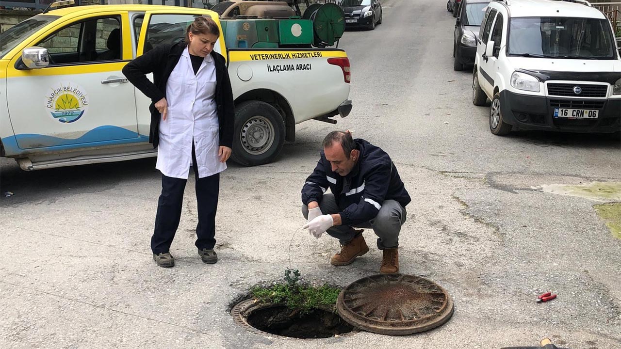 Yalova Cinarcik Belediye Ekip Kemirgen Mucadele Mum (2)