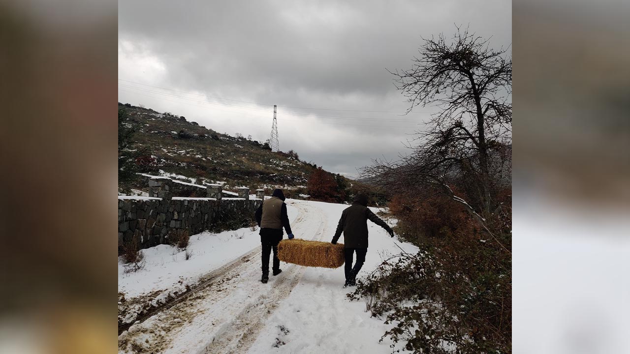 Yalova Dkmp Yaban Hayvan Yem Destek (2)