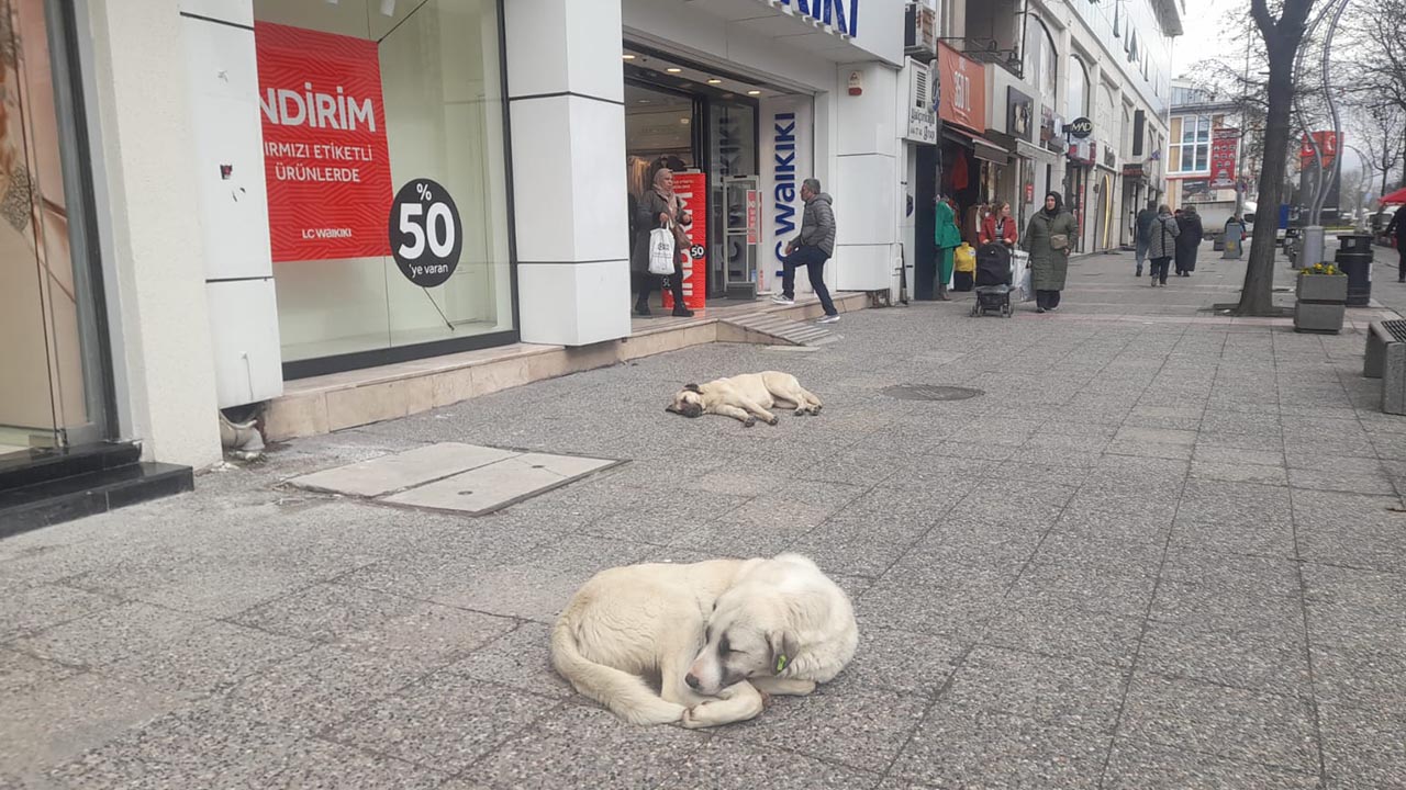 Yalova Kotu Hava Kosullar Sokak Hayvan Kedi Kopek (1)