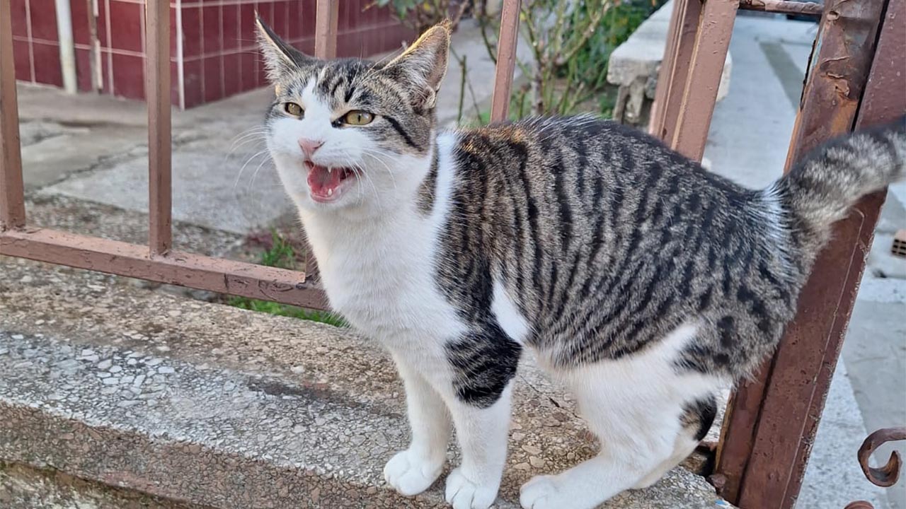 Yalova Kotu Hava Kosullar Sokak Hayvan Kedi Kopek (2)