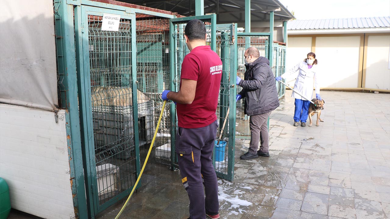 Yalova Cinarcik Belediye Sokak Hayvan Rehabilitasyon Merkez Temizlik Calisma Hijyen (3)