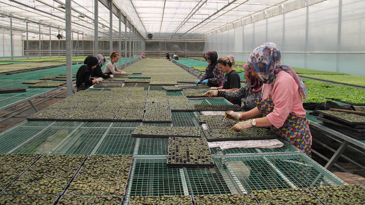 Yalova Ciftci Gun Ata Tohum Sebze Fide Dagitim (12)