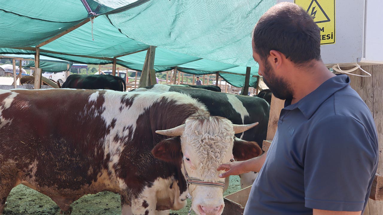 Yalova Pazar Hayvan Kurban Bayram Sorun Sikinti Roportaj (1)