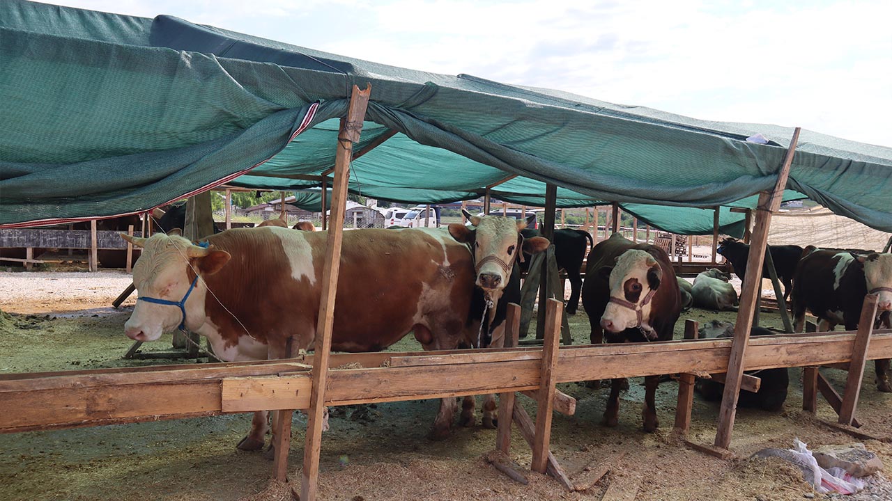 Yalova Pazar Hayvan Kurban Bayram Sorun Sikinti Roportaj (2)