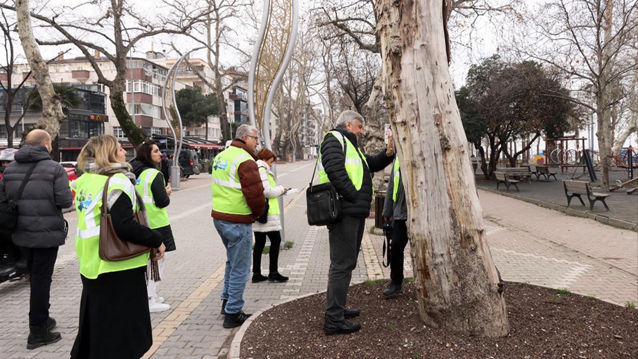 Yalova Belediye Anit Agac (2)