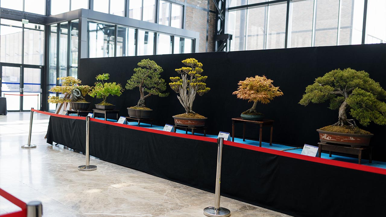Yalova Bonsai Muze Kocaeli Sergi Ilgi (2)