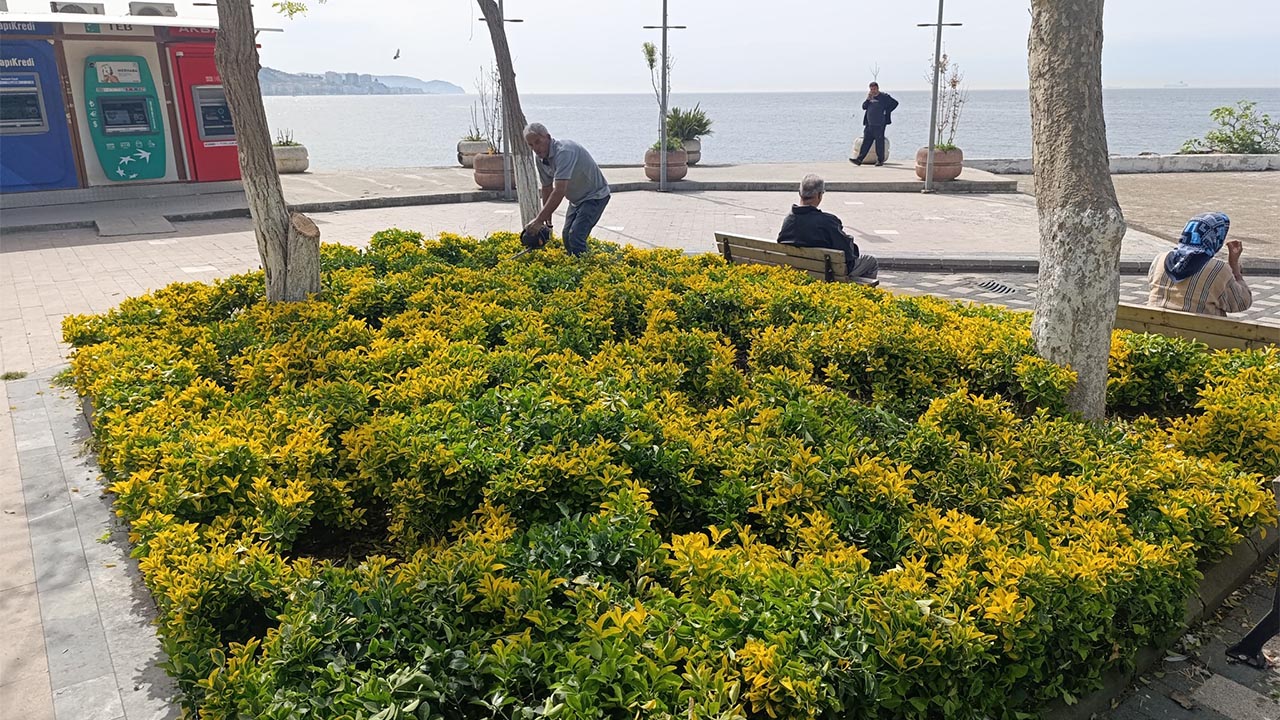 Yalova Cinarcik Belediye Peyzaj Bitki (2)