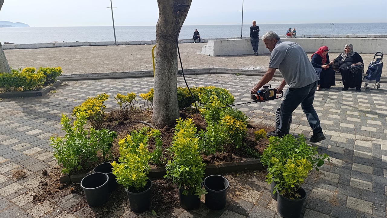 Yalova Cinarcik Belediye Peyzaj Bitki (3)