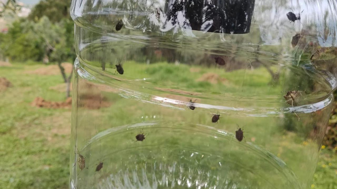 Yalova Kahverengi Kokarca Eylem Planı Mucadele Il Tarim Orman Mudurluk (1)