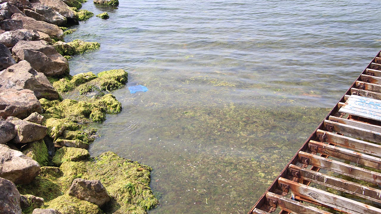 Yalova Deniz Kirlilik Mavi Bayrak (3)