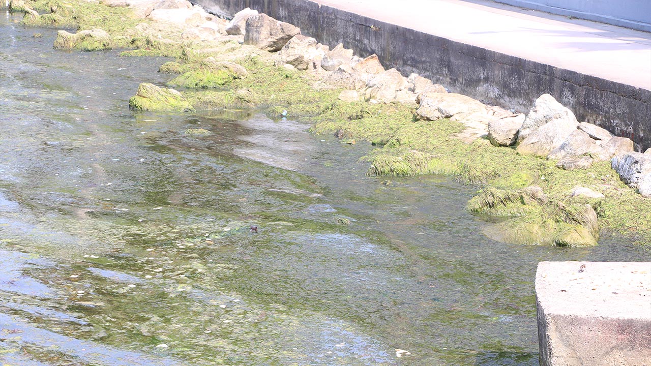 Yalova Deniz Kirlilik Mavi Bayrak (4)