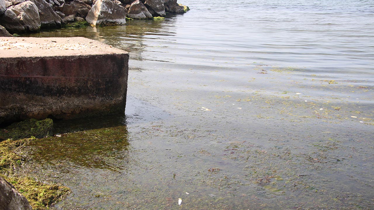 Yalova Deniz Kirlilik Mavi Bayrak (7)