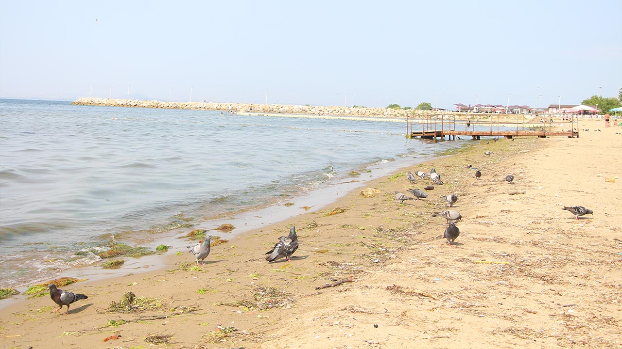 Yalova Deniz Kirlilik Mavi Bayrak (9)