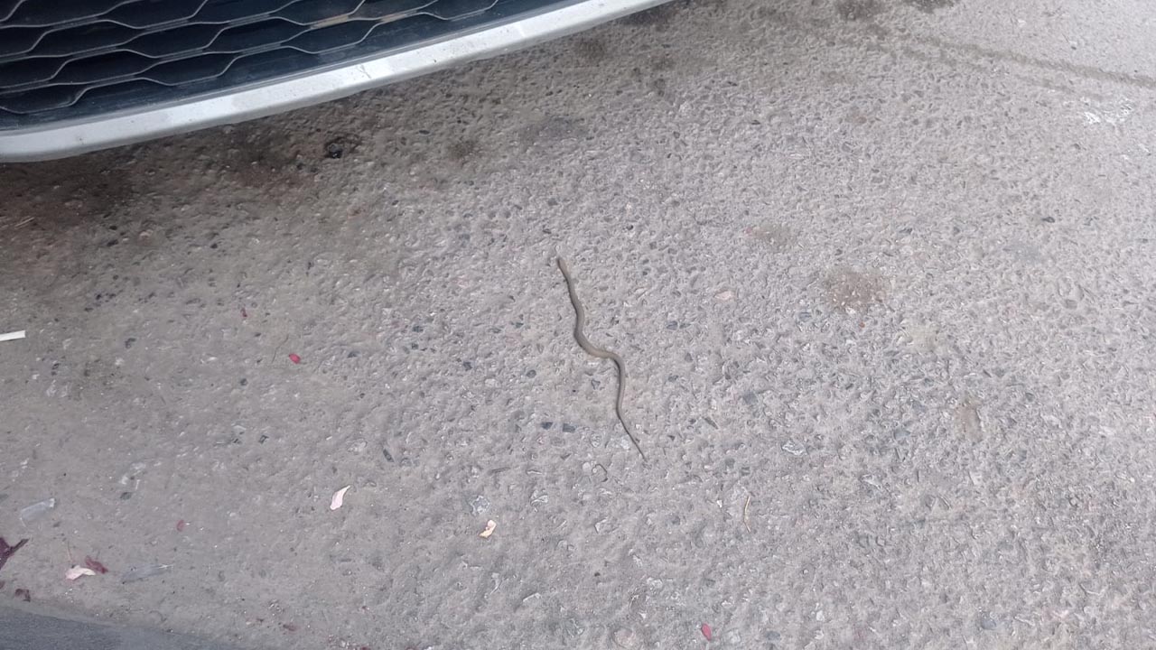 Yalova Yilan Sokak Merkez Haber Gazete Manset (1)