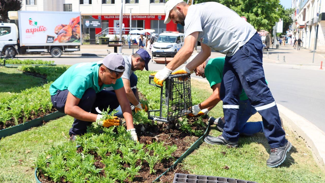 Yalova Belediye Mevsimlik Cicek Dikim (2)