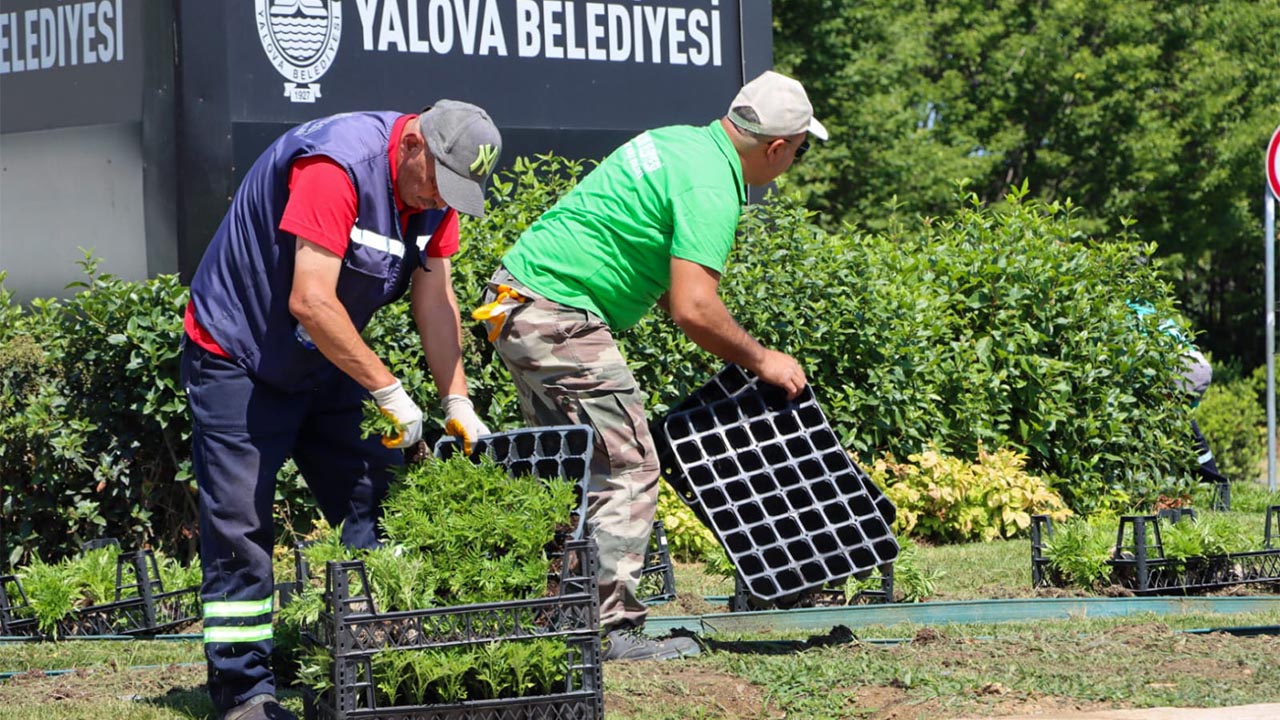 Yalova Belediye Mevsimlik Cicek Dikim (5)