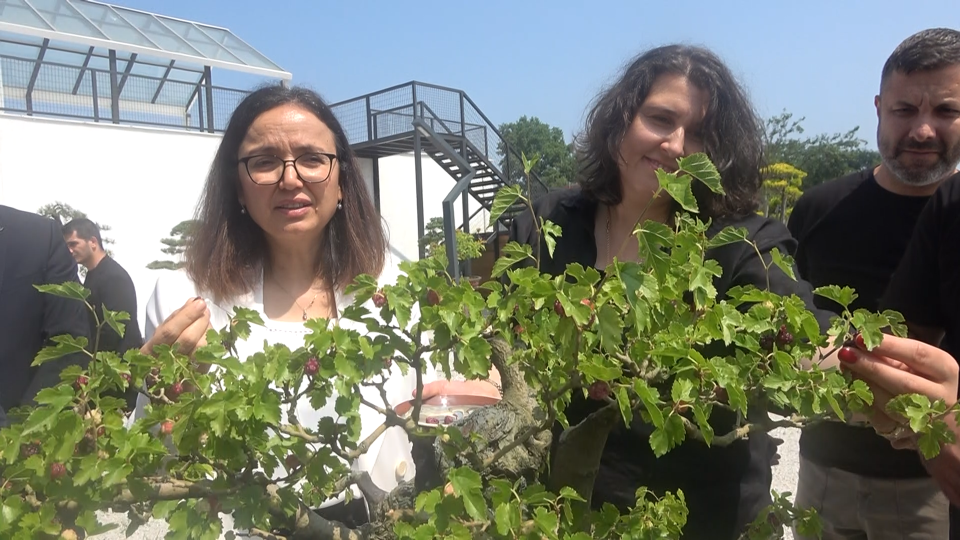Yalova Bonsai Minyatur Agac Muze Dut Hasaf Vali (2)