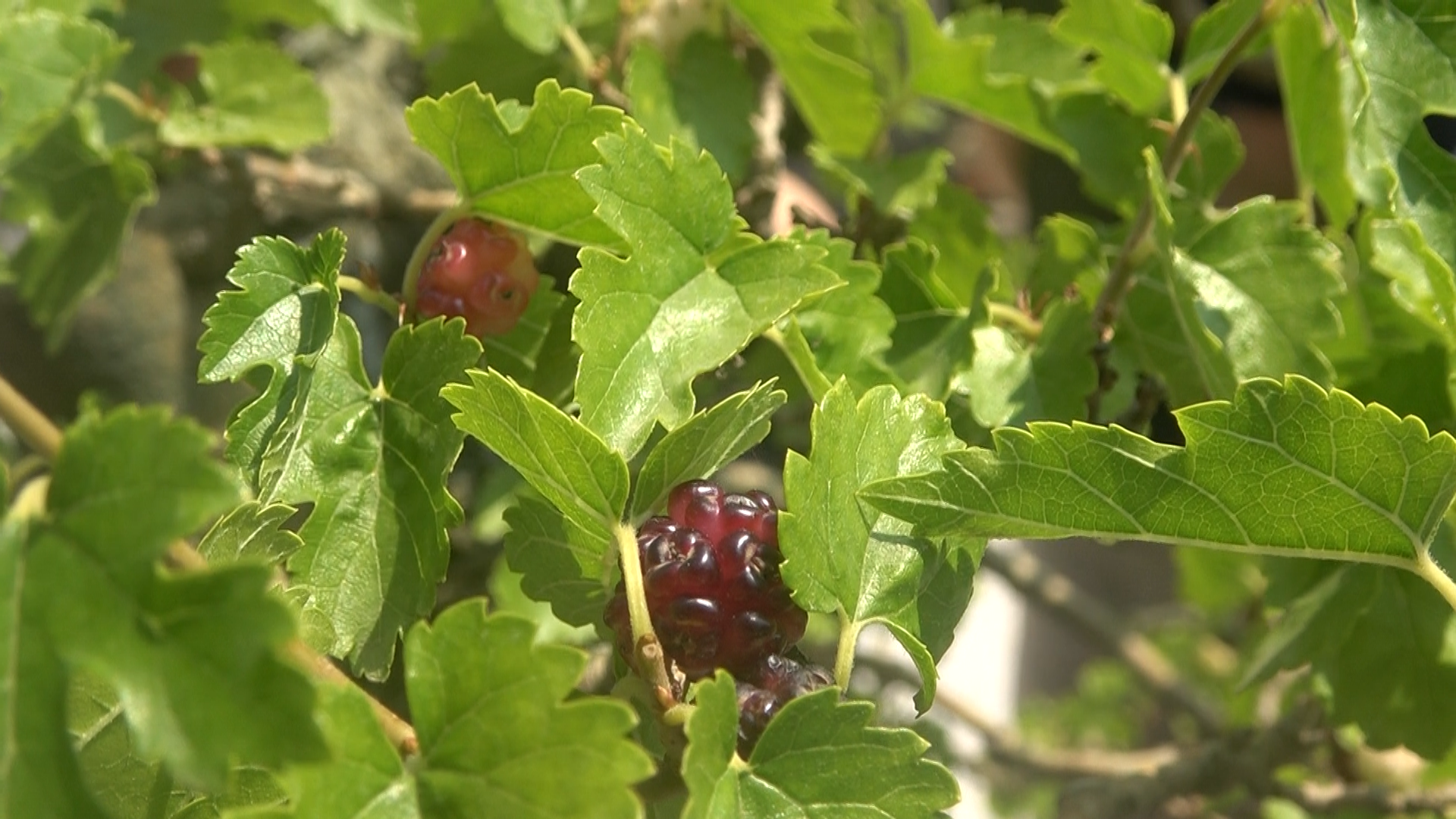 Yalova Bonsai Minyatur Agac Muze Dut Hasaf Vali (3)