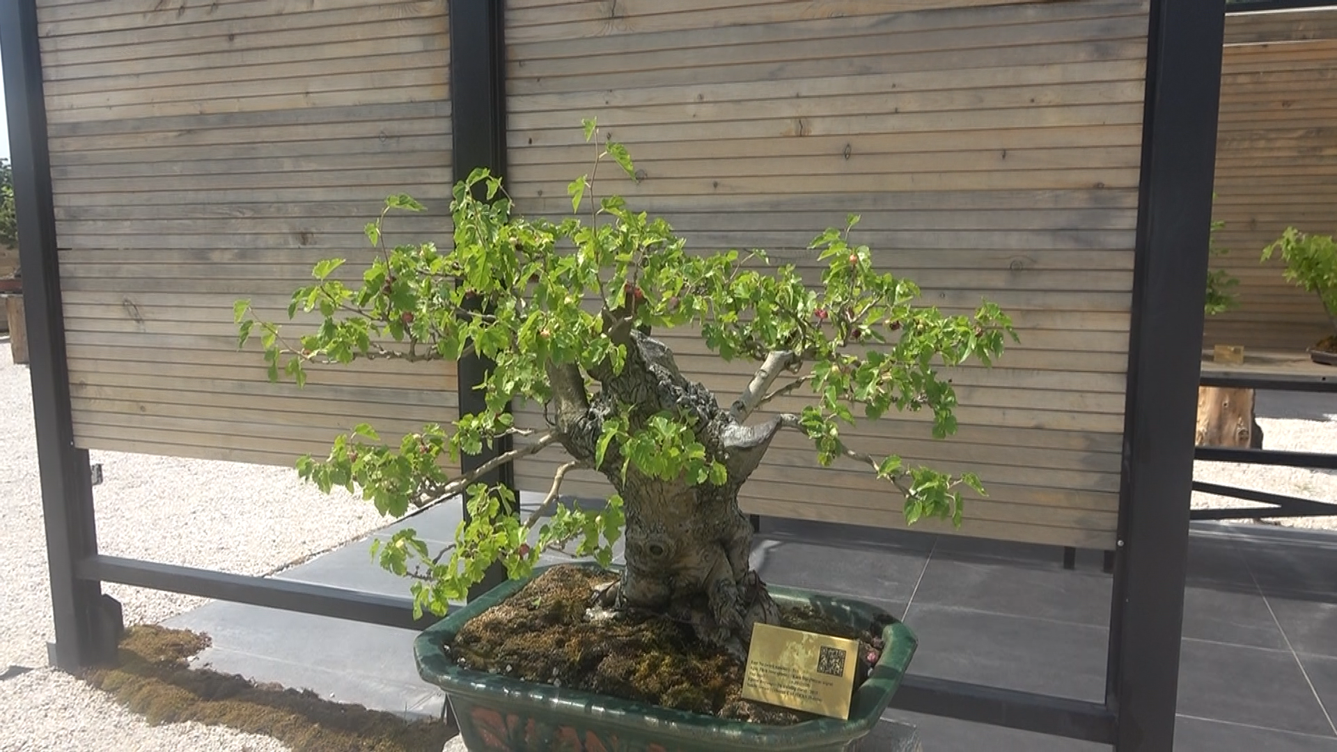 Yalova Bonsai Minyatur Agac Muze Dut Hasaf Vali (4)