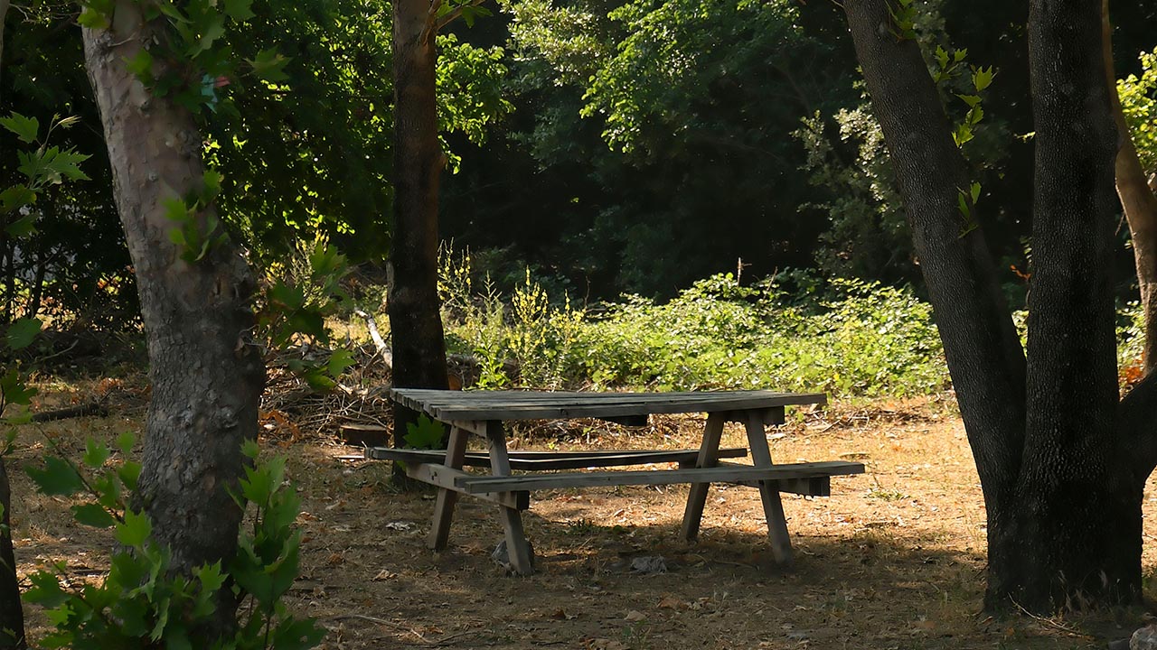 Yalova Mesire Alanı Orman (3)